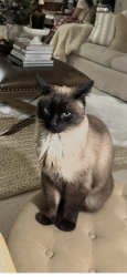 Lost Male Cat last seen Alpine Elementary, Alpine, UT 84004