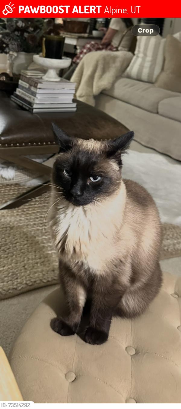 Lost Male Cat last seen Alpine Elementary, Alpine, UT 84004