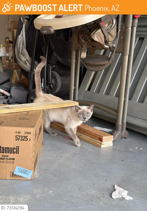 Found/Stray Unknown Cat last seen 7th st and 9th st, Phoenix, AZ 85042