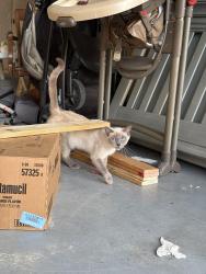 Found/Stray Unknown Cat last seen 7th st and 9th st, Phoenix, AZ 85042