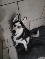 Found/Stray Male Dog last seen Wedgeworth and Pepperbrook, Hacienda Heights, CA 91745