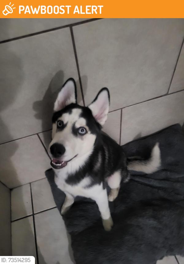 Found/Stray Male Dog last seen Wedgeworth and Pepperbrook, Hacienda Heights, CA 91745