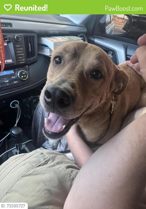 Reunited Male Dog last seen I35 and lancaster, Fort Worth, TX 76112