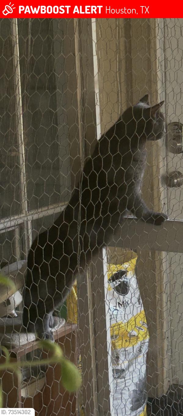 Lost Male Cat last seen Near paradise valley dr, Houston, TX 77066