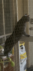 Lost Male Cat last seen Near paradise valley dr, Houston, TX 77066