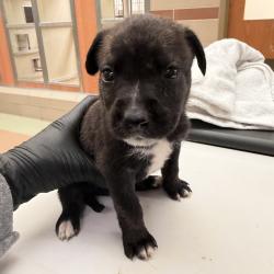 Shelter Stray Male Dog last seen , 5570 Sturmer Park Cir, Winston-Salem, NC 27105, USA