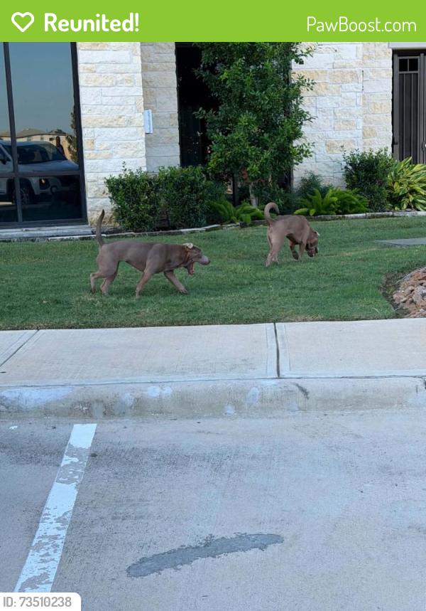 Reunited Male Dog last seen San Palmas apmts, Houston, TX 77084