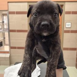 Shelter Stray Male Dog last seen , 5570 Sturmer Park Cir, Winston-Salem, NC 27105, USA