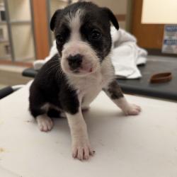 Shelter Stray Female Dog last seen , 5570 Sturmer Park Cir, Winston-Salem, NC 27105, USA