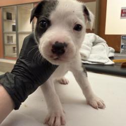 Shelter Stray Male Dog last seen , 5570 Sturmer Park Cir, Winston-Salem, NC 27105, USA