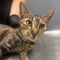 Shelter Stray Female Cat last seen , 1392 NW Shelter Gln, Lake City, FL 32055, USA