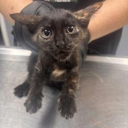 Shelter Stray Female Cat last seen , 1392 NW Shelter Gln, Lake City, FL 32055, USA