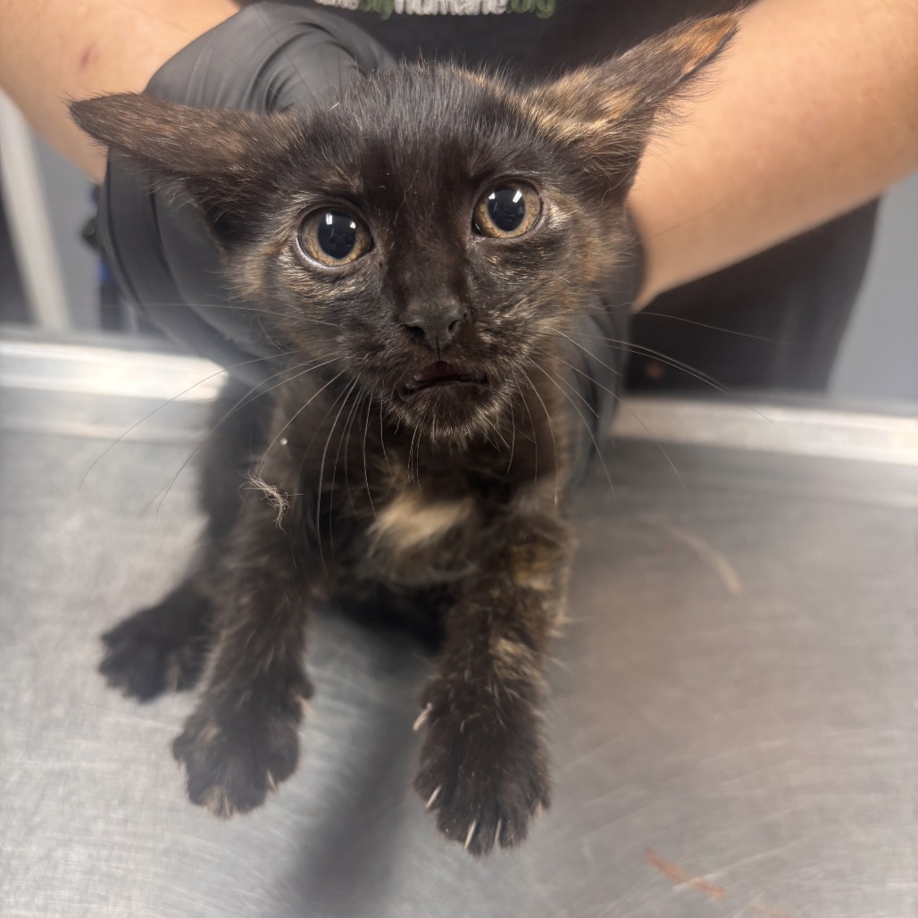 Shelter Stray Female Cat last seen , 1392 NW Shelter Gln, Lake City, FL 32055, USA
