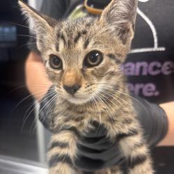 Shelter Stray Female Cat last seen , 1392 NW Shelter Gln, Lake City, FL 32055, USA
