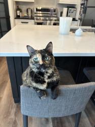 Lost Female Cat last seen S Jericho Way and E Caley Dr, Centennial, CO 80016