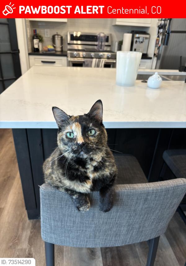 Lost Female Cat last seen S Jericho Way and E Caley Dr, Centennial, CO 80016