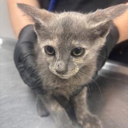 Shelter Stray Female Cat last seen , 1392 NW Shelter Gln, Lake City, FL 32055, USA