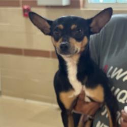 Shelter Stray Male Dog last seen , 5570 Sturmer Park Cir, Winston-Salem, NC 27105, USA