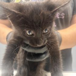 Shelter Stray Male Cat last seen , 1392 NW Shelter Gln, Lake City, FL 32055, USA
