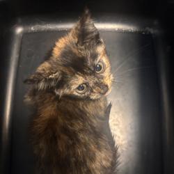 Shelter Stray Female Cat last seen , 1392 NW Shelter Gln, Lake City, FL 32055, USA