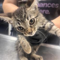 Shelter Stray Female Cat last seen , 1392 NW Shelter Gln, Lake City, FL 32055, USA