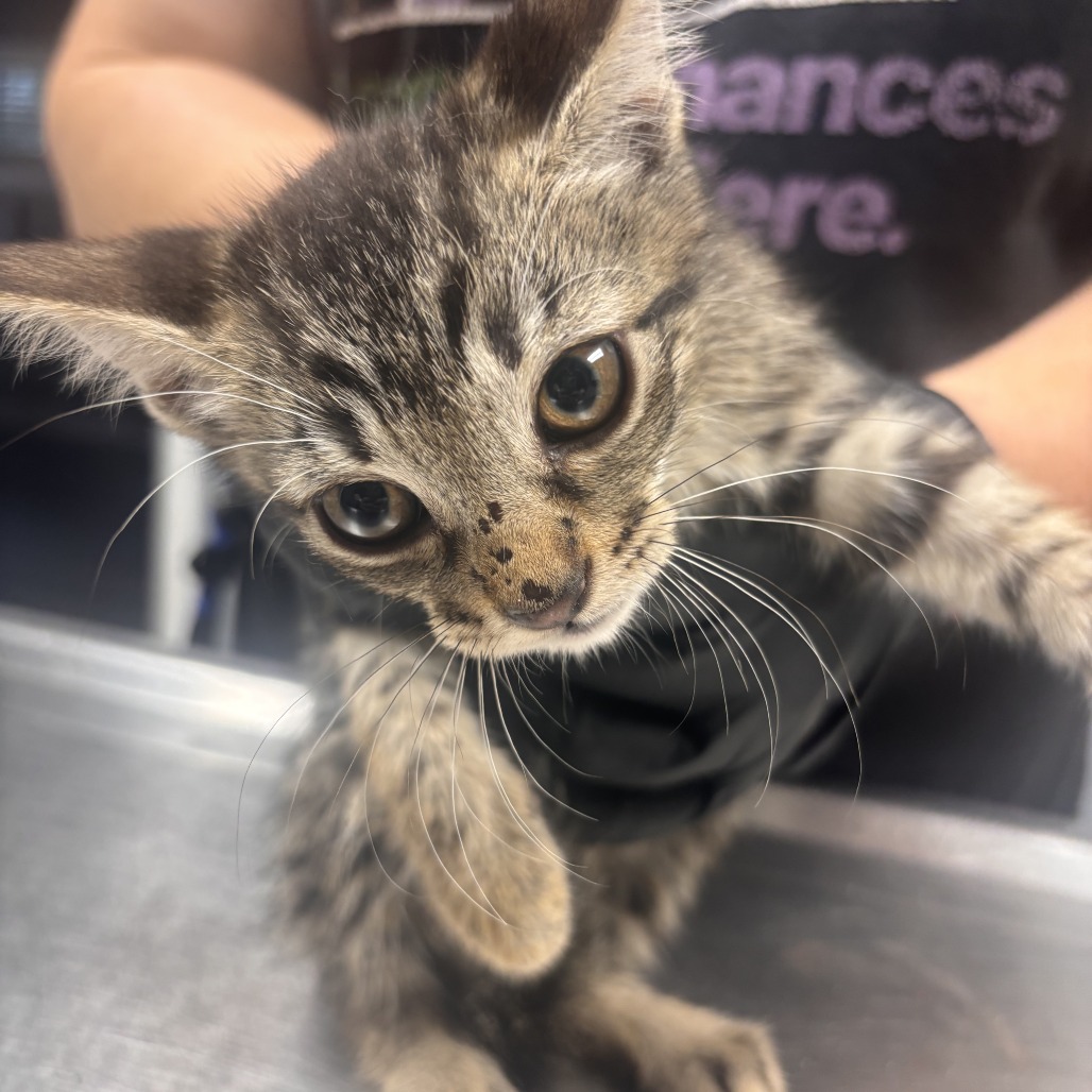 Shelter Stray Female Cat last seen , 1392 NW Shelter Gln, Lake City, FL 32055, USA