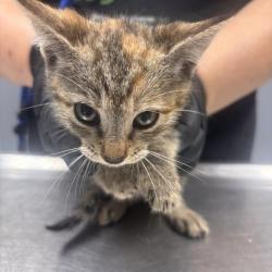 Shelter Stray Female Cat last seen , 1392 NW Shelter Gln, Lake City, FL 32055, USA