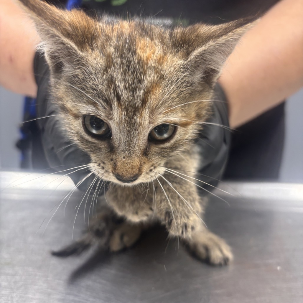 Shelter Stray Female Cat last seen , 1392 NW Shelter Gln, Lake City, FL 32055, USA