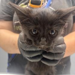 Shelter Stray Male Cat last seen , 1392 NW Shelter Gln, Lake City, FL 32055, USA