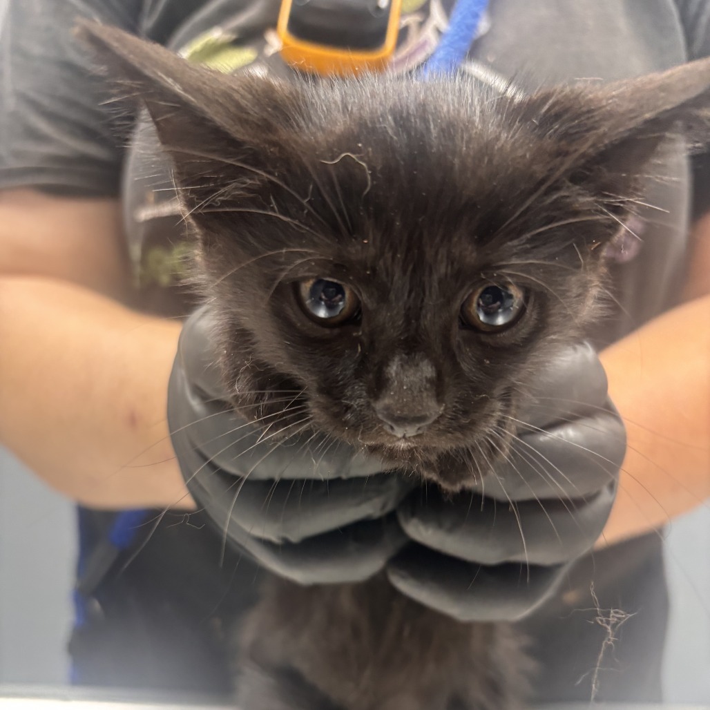 Shelter Stray Male Cat last seen , 1392 NW Shelter Gln, Lake City, FL 32055, USA