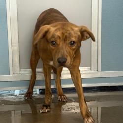 Shelter Stray Female Dog last seen , 3607 N Armenia Ave, Tampa, FL 33607, USA