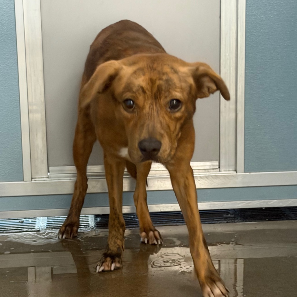 Shelter Stray Female Dog last seen , 3607 N Armenia Ave, Tampa, FL 33607, USA