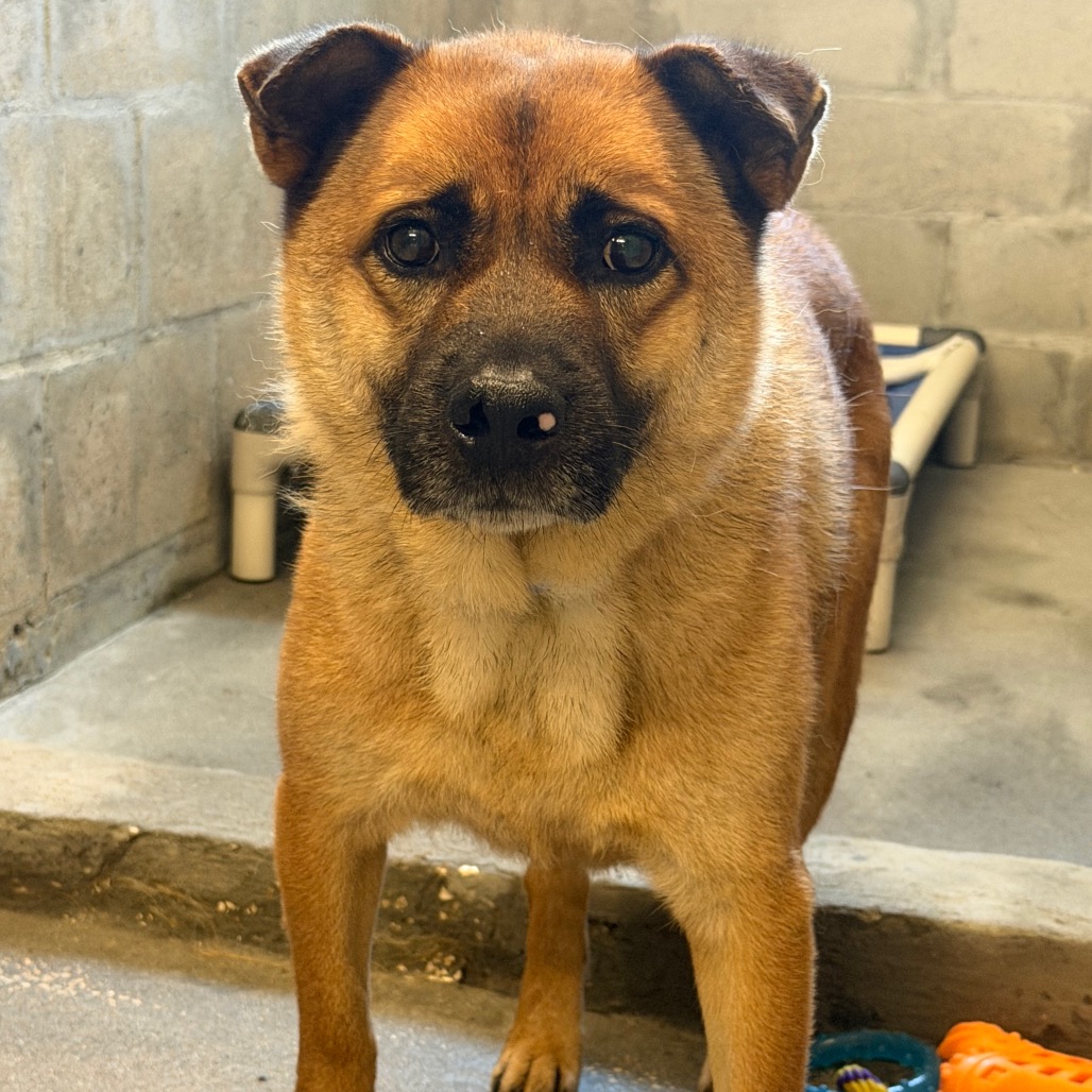 Shelter Stray Male Dog last seen , 3607 N Armenia Ave, Tampa, FL 33607, USA