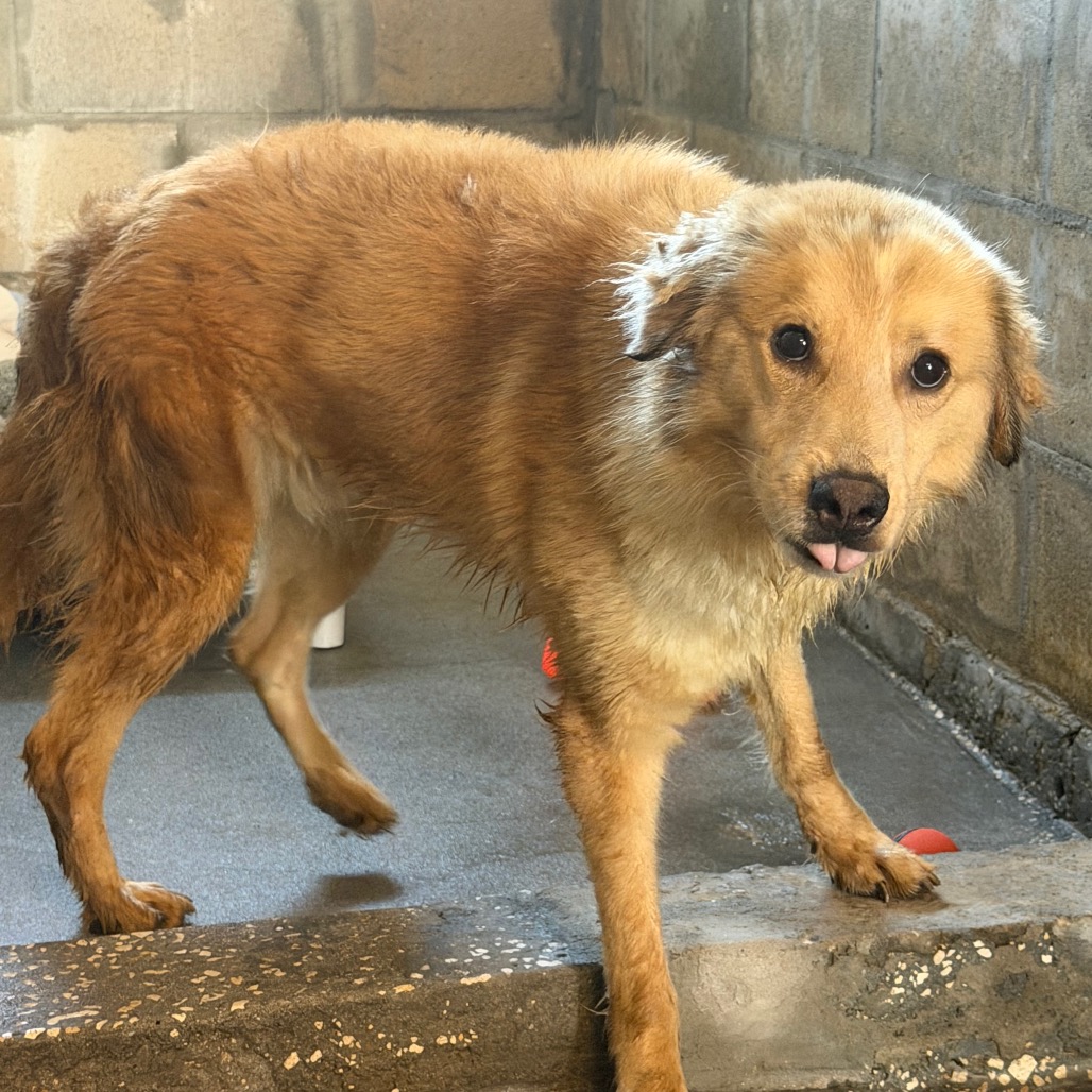 Shelter Stray Male Dog last seen , 3607 N Armenia Ave, Tampa, FL 33607, USA