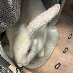 Shelter Stray Unknown Rabbit last seen , 1013 Garfield St, Oak Park, IL 60304, USA