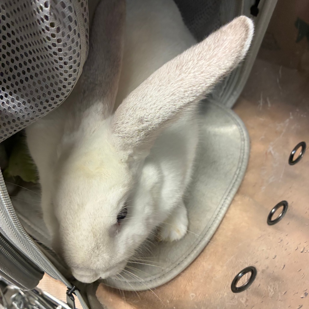 Shelter Stray Unknown Rabbit last seen , 1013 Garfield St, Oak Park, IL 60304, USA