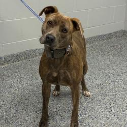 Shelter Stray Female Dog last seen , 328 Furman Hall Rd, Greenville, SC 29609, USA