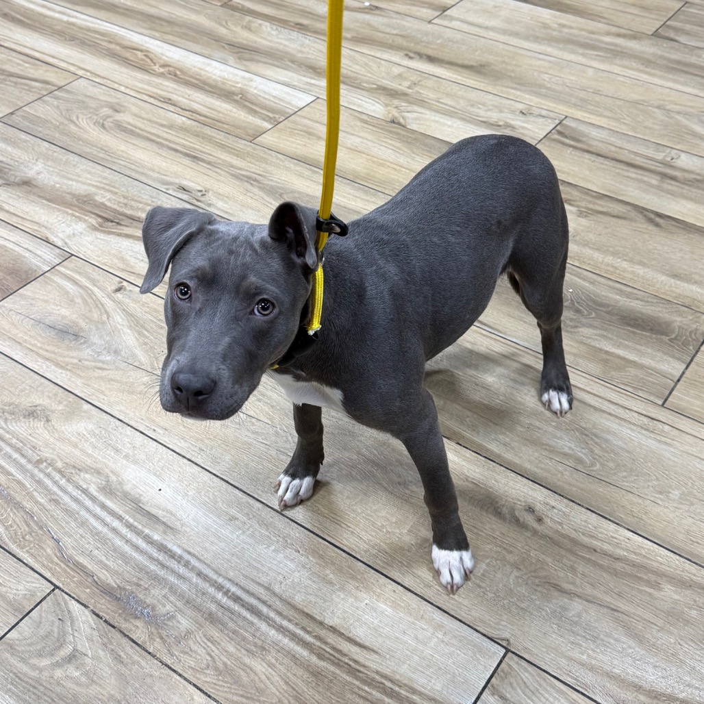 Shelter Stray Unknown Dog last seen , 124 Evergreen Ave, Newark, NJ 07114, USA