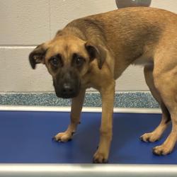 Shelter Stray Female Dog last seen , 980 Guilford College Rd, Greensboro, NC 27409, USA