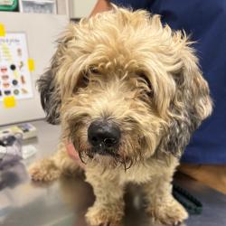 Shelter Stray Male Dog last seen , 21800 Central Ave, Matteson, IL 60443, USA