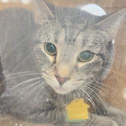 Shelter Stray Male Cat last seen , Animal Care & Control Team of Philly, 111 W Hunting Park Ave, Philadelphia, PA 19140, USA