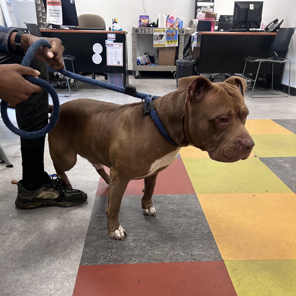 Shelter Stray Male Dog last seen , Animal Care & Control Team of Philly, 111 W Hunting Park Ave, Philadelphia, PA 19140, USA