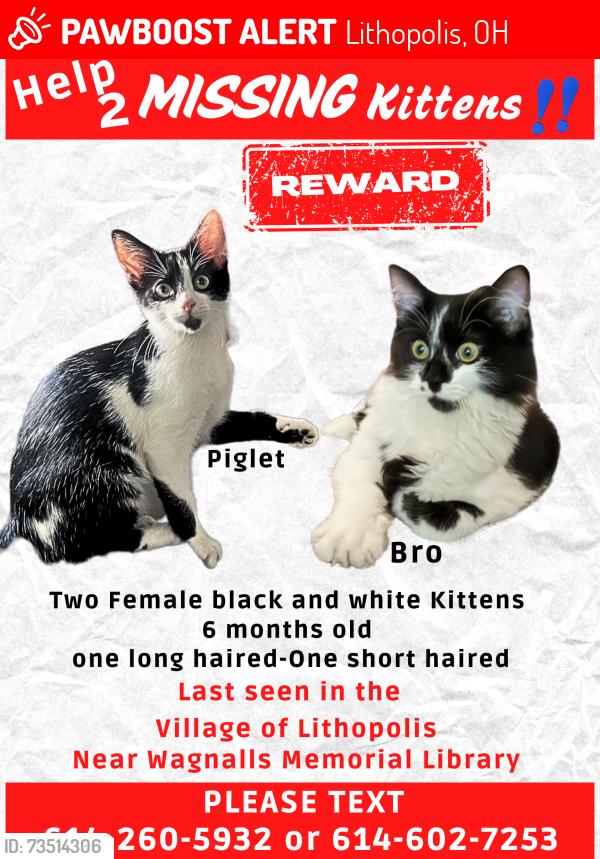 Lost Female Cat last seen Brown St Lithopolis Rd Lithopolis Ohio, Lithopolis, OH 43136