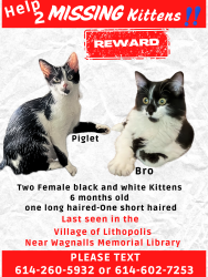 Lost Female Cat last seen Brown St Lithopolis Rd Lithopolis Ohio, Lithopolis, OH 43136
