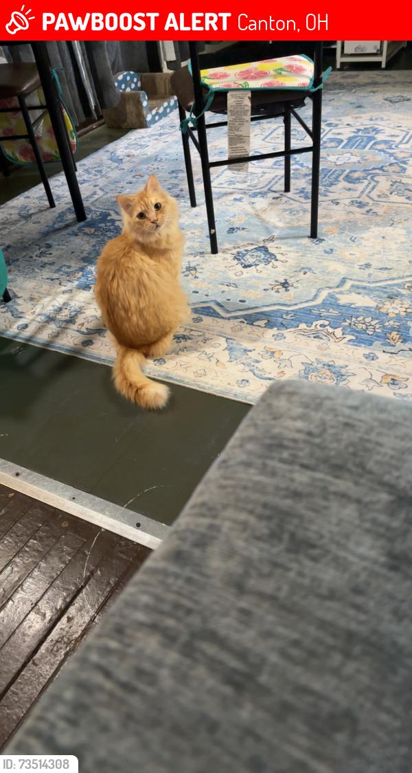 Lost Male Cat last seen Near Malone, Canton, OH 44709