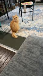 Lost Male Cat last seen Near Malone, Canton, OH 44709