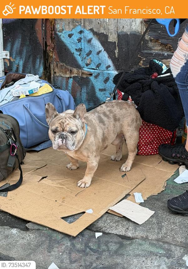 Found/Stray Male Dog last seen 24th & Mission SF, San Francisco, CA 94110