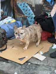 Found/Stray Male Dog last seen 24th & Mission SF, San Francisco, CA 94110