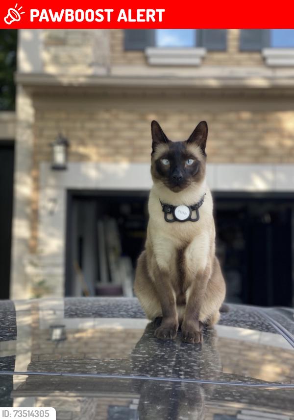 Lost Male Cat last seen russel tilt park, Richmond Hill, ON L4E 3Y6