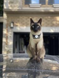 Lost Male Cat last seen russel tilt park, Richmond Hill, ON L4E 3Y6
